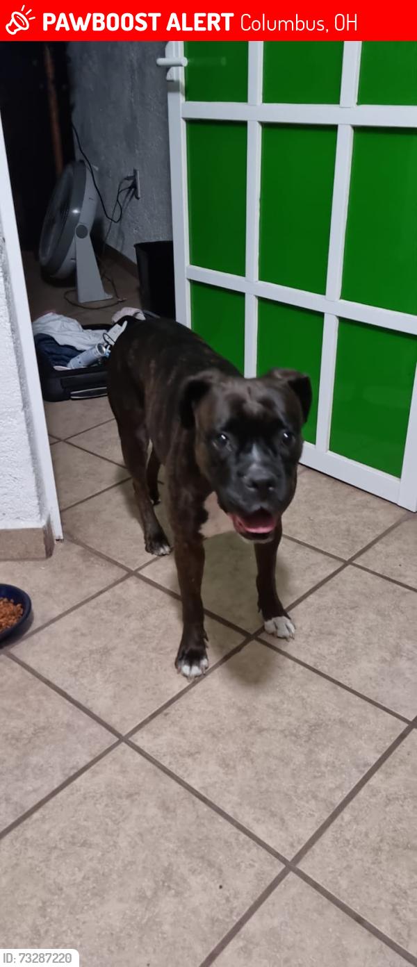 Lost Female Dog last seen Deporres rd, Columbus, OH 43219
