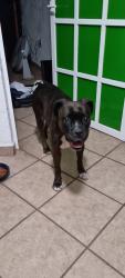 Lost Female Dog last seen Deporres rd, Columbus, OH 43219
