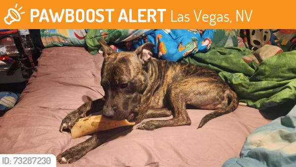 Found/Stray Female Dog last seen Unknown, Las Vegas, NV 89101