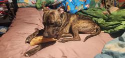 Found/Stray Female Dog last seen Unknown, Las Vegas, NV 89101