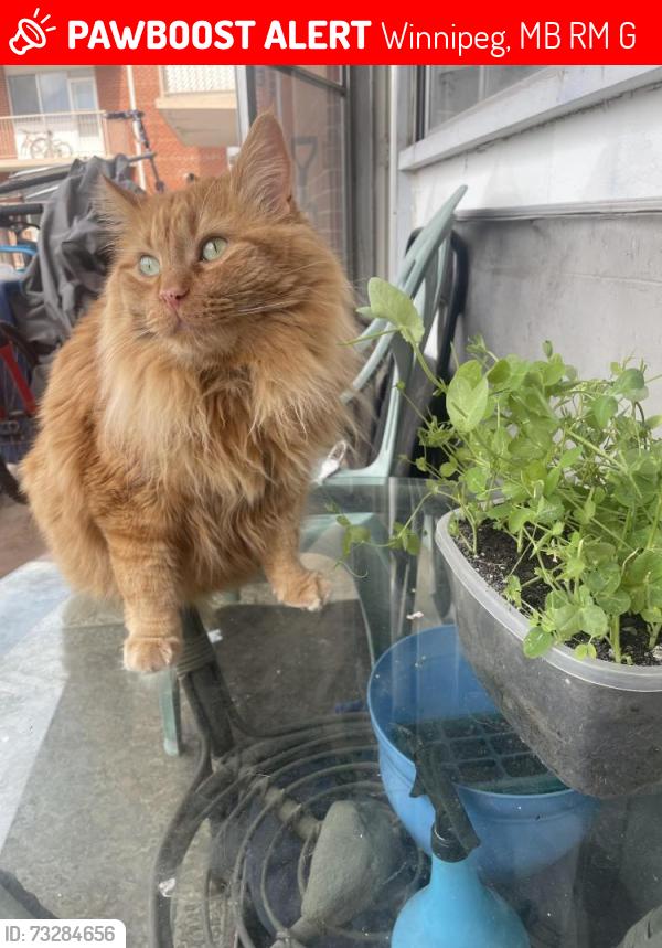 Lost Male Cat last seen St Annes Road, Winnipeg, MB R2M 1G3