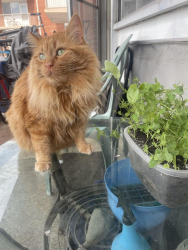 Lost Male Cat last seen St Annes Road, Winnipeg, MB R2M 1G3