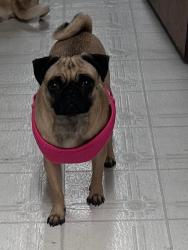 Found/Stray Female Dog last seen Norwood Lane, Arlington, TX 76013