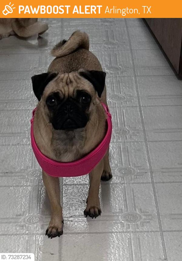 Found/Stray Female Dog last seen Norwood Lane, Arlington, TX 76013