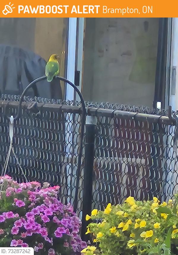 Found/Stray Unknown Bird last seen Bramalea Road/Sprucelands, Brampton, ON 