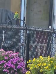 Found/Stray Unknown Bird last seen Bramalea Road/Sprucelands, Brampton, ON 