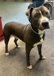 Shelter Stray Male Dog last seen NATOMAS BLVD & DEL PASO RD, 2127 Front St, Sacramento, CA 95818, USA
