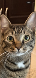 Lost Male Cat last seen Greenway & lake emma, Lake Mary, FL 32746