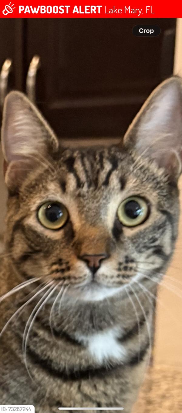 Lost Male Cat last seen Greenway & lake emma, Lake Mary, FL 32746