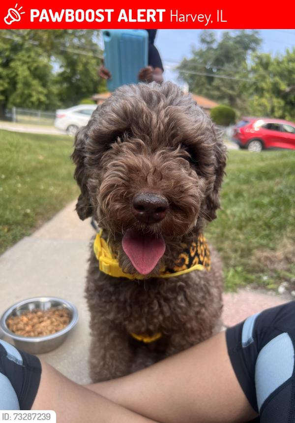 Lost Female Dog last seen Near vine Ave cross street 150th street, Harvey, IL 60426