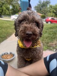 Lost Female Dog last seen Near vine Ave cross street 150th street, Harvey, IL 60426