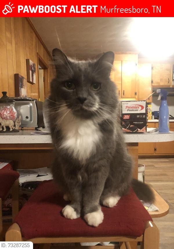 Lost Male Cat last seen Ewing blvd and west st, Murfreesboro, TN 37130