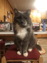 Lost Male Cat last seen Ewing blvd and west st, Murfreesboro, TN 37130