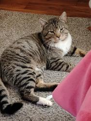 Lost Male Cat last seen Brookwood, tvhwy, 40th & Swallow, Hillsboro, OR 97123