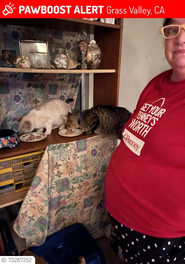 Lost Male Cat last seen Noel st Grass Valley, Grass Valley, CA 95945