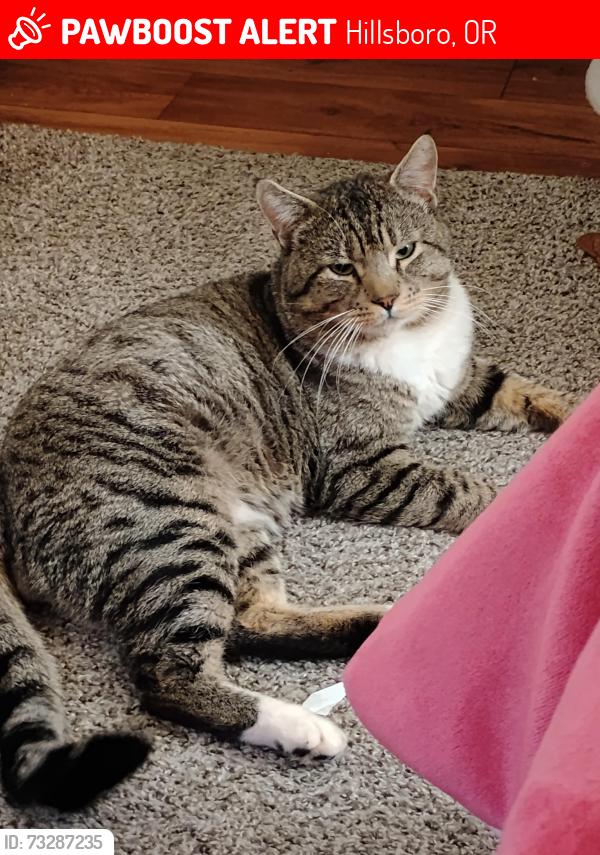 Lost Male Cat last seen Brookwood, tvhwy, 40th & Swallow, Hillsboro, OR 97123