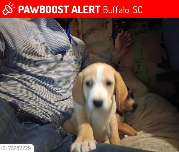 Lost Female Dog last seen flt drive to Riley crossed into the woods Riley rd. Stop sign by the Scotsman left towards black cats hse Buffalo scbuffalo, Buffalo, SC 29321