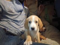 Lost Female Dog last seen flt drive to Riley crossed into the woods Riley rd. Stop sign by the Scotsman left towards black cats hse Buffalo scbuffalo, Buffalo, SC 29321
