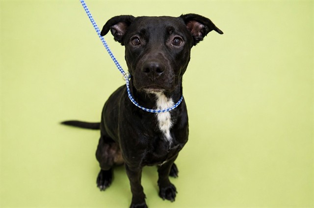 Shelter Stray Male Dog last seen Near BLOCK LIINDA DR, 2020 Forest St, Jacksonville, FL 32204, USA