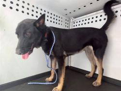 Shelter Stray Male Dog last seen Near BLK MT VERNON AVE, BAKERSFIELD, CA, 201 S Mt Vernon Ave, Bakersfield, CA 93307, USA