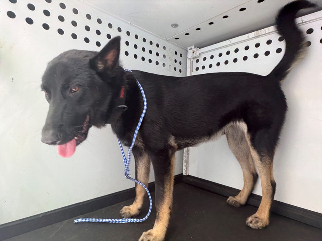 Shelter Stray Male Dog last seen Near BLK MT VERNON AVE, BAKERSFIELD, CA, 201 S Mt Vernon Ave, Bakersfield, CA 93307, USA