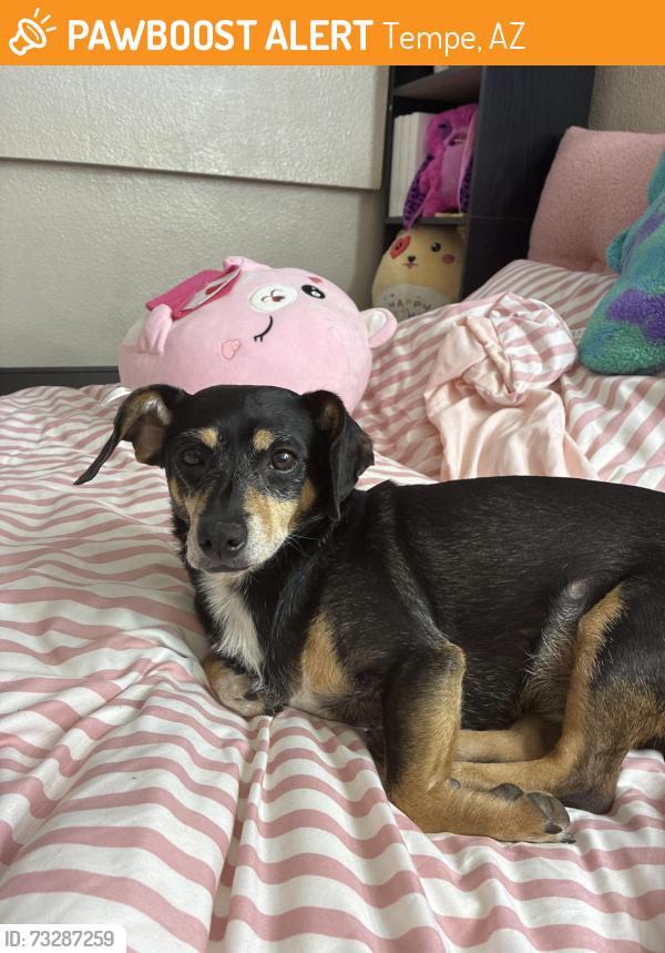 Found/Stray Female Dog last seen Tempe, S hardy Dr, W Grove Pkwy, Tempe, AZ 85283