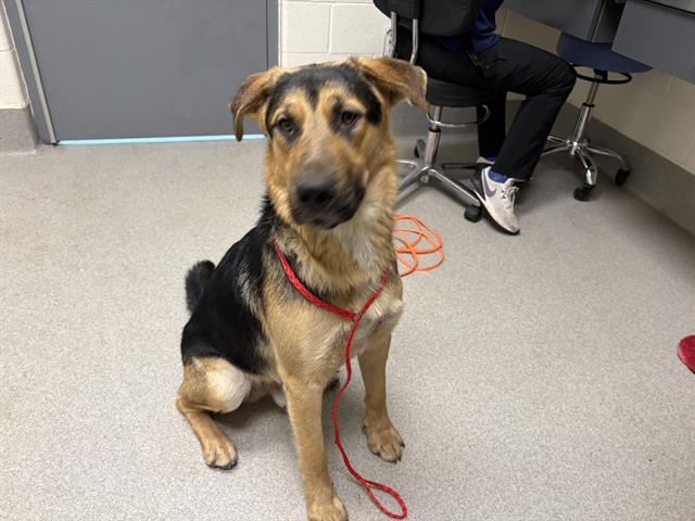 Shelter Stray Male Dog last seen PFE & COOK RIOLO, 11232 B Ave, Auburn, CA 95603, USA