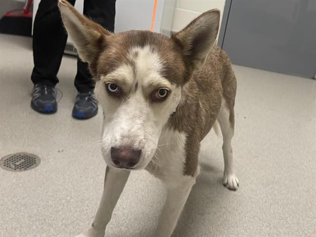 Shelter Stray Female Dog last seen PFE & COOK RIOLO, 11232 B Ave, Auburn, CA 95603, USA