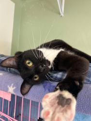 Lost Male Cat last seen Allen road Lempster, NH, Lempster, NH 03605