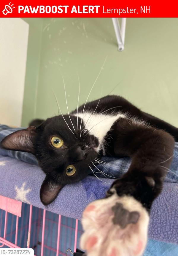 Lost Male Cat last seen Allen road Lempster, NH, Lempster, NH 03605