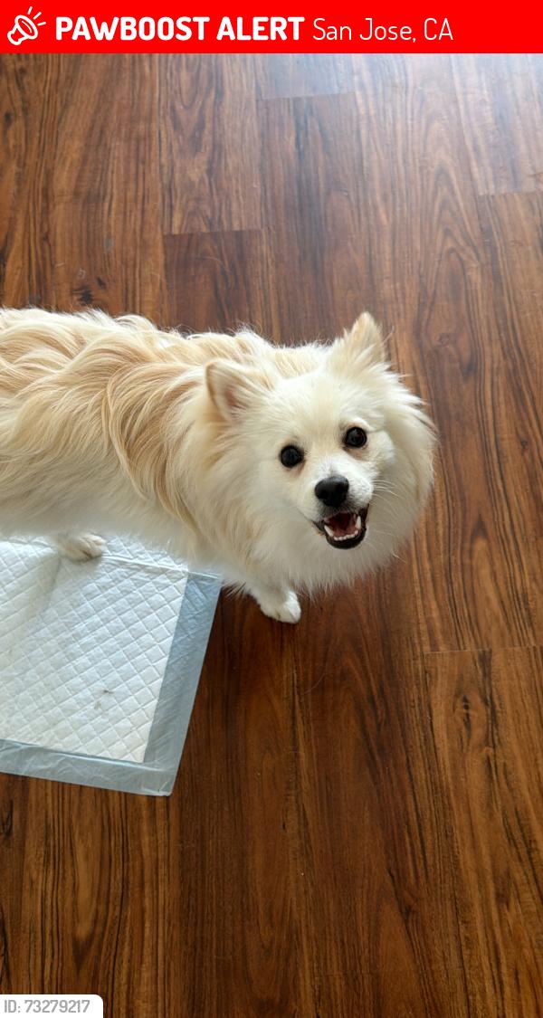 Lost Male Dog last seen Cragmont Alum Rock, San Jose, CA 95127