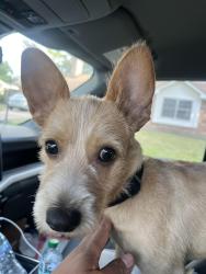 Reunited Male Dog last seen Antoine and arncliffe, Houston, TX 77088