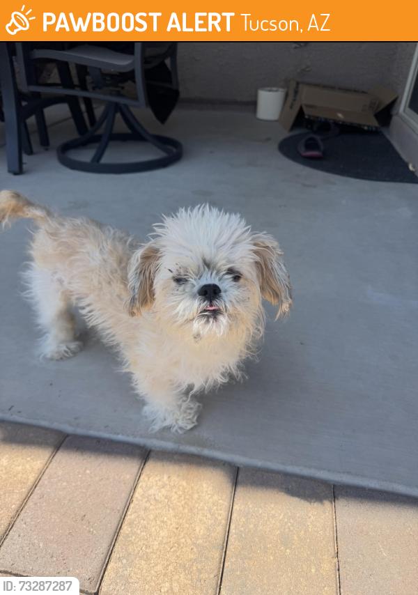 Found/Stray Unknown Dog last seen kolb and Wilmont, Tucson, AZ 85750