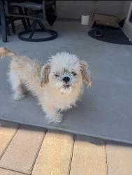 Found/Stray Unknown Dog last seen kolb and Wilmont, Tucson, AZ 85750