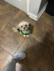 Reunited Female Dog last seen Beechwood and Edinboro, Maple Heights, OH 44137