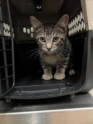 Shelter Stray Male Cat last seen SNOWBERRY CT, 16 Barnes Ct, Hayward, CA 94544, USA