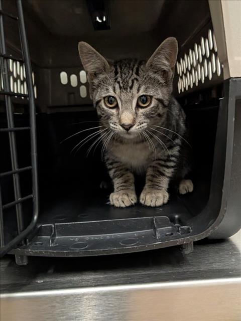 Shelter Stray Male Cat last seen SNOWBERRY CT, 16 Barnes Ct, Hayward, CA 94544, USA