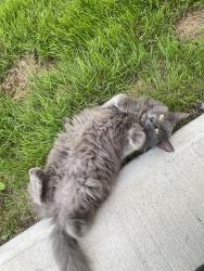 Found/Stray Female Cat last seen Berkshire road between Lee and Goodnoor road, Cleveland Heights, OH 44118