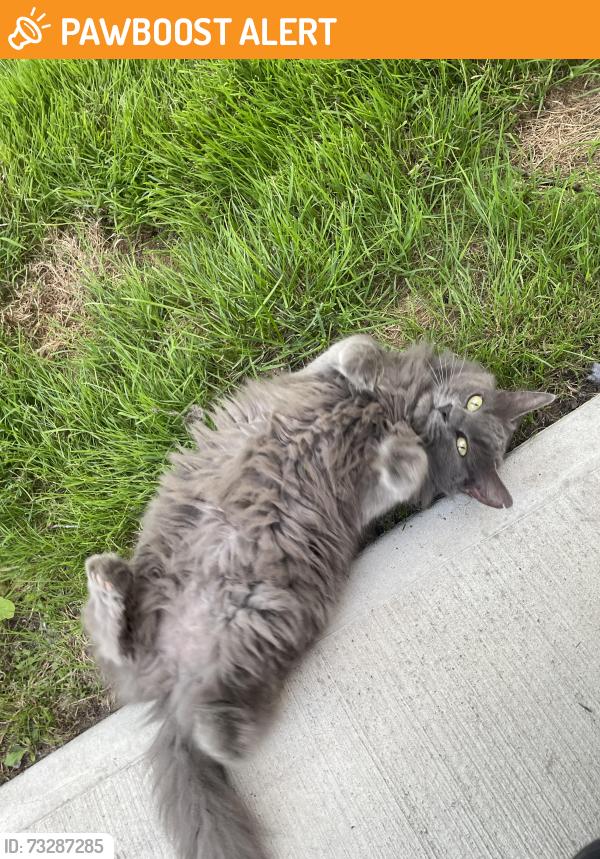 Found/Stray Female Cat last seen Berkshire road between Lee and Goodnoor road, Cleveland Heights, OH 44118