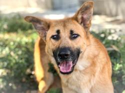 Shelter Stray Male Dog last seen , 957 N Gaffey St, San Pedro, CA 90731, USA