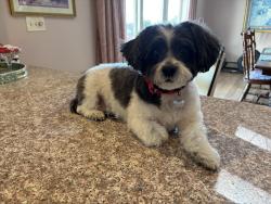 Lost Female Dog last seen Hill drive, Hamburg, PA 19526