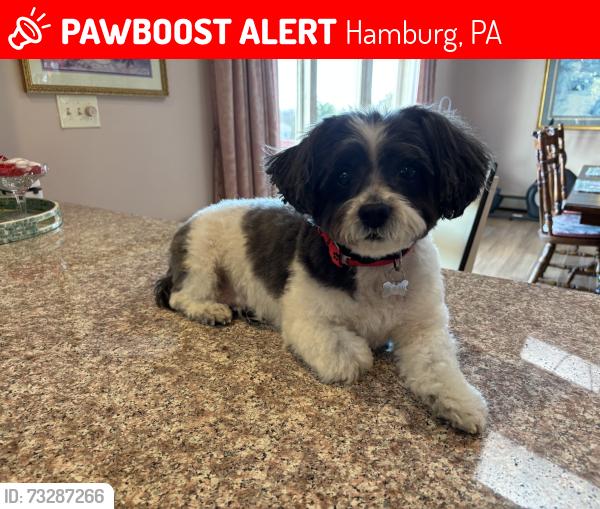 Lost Female Dog last seen Hill drive, Hamburg, PA 19526