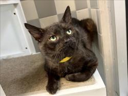 Shelter Stray Male Cat last seen , 957 N Gaffey St, San Pedro, CA 90731, USA