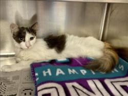Shelter Stray Female Cat last seen , 957 N Gaffey St, San Pedro, CA 90731, USA