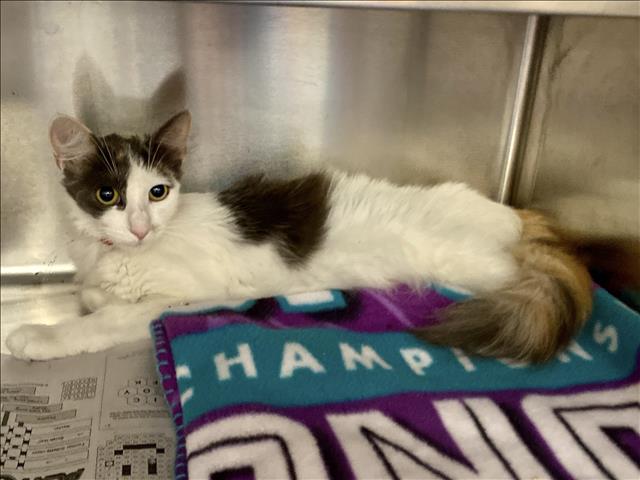 Shelter Stray Female Cat last seen , 957 N Gaffey St, San Pedro, CA 90731, USA