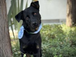 Shelter Stray Male Dog last seen , 957 N Gaffey St, San Pedro, CA 90731, USA