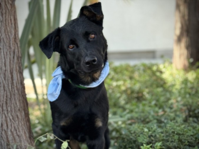 Shelter Stray Male Dog last seen , 957 N Gaffey St, San Pedro, CA 90731, USA