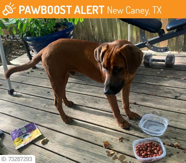 Found/Stray Male Dog last seen Loop 494 & 99, New Caney, TX 77357