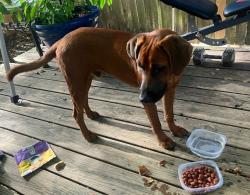 Found/Stray Male Dog last seen Loop 494 & 99, New Caney, TX 77357