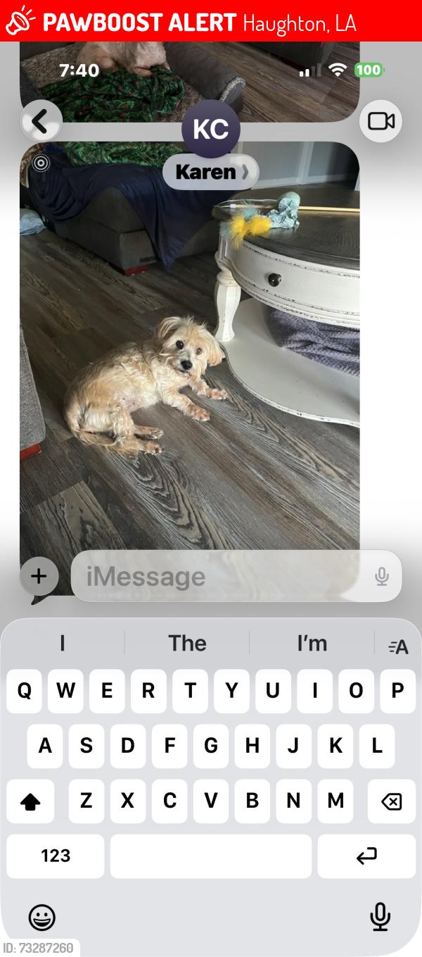 Lost Female Dog last seen Dogwood trail, Haughton, LA 71037